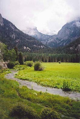 the meadow.jpg (25782 bytes)